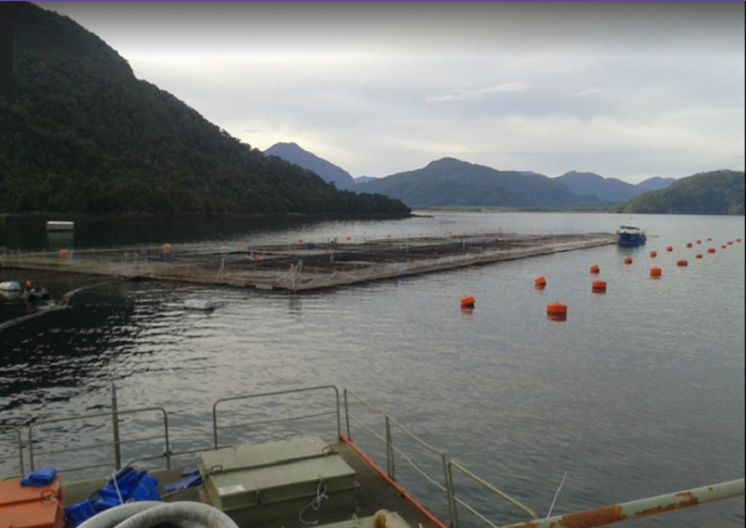 Sorprenden a centro salmonero en Aysén con estanque de mortalidad de peces y con riesgo de contaminación al mar en Parque Nacional