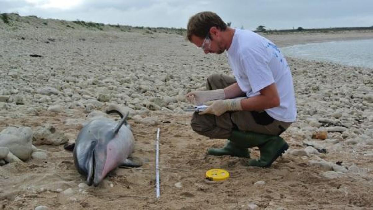 Francia registra cifra récord de delfines muertos en las playas del Atlántico