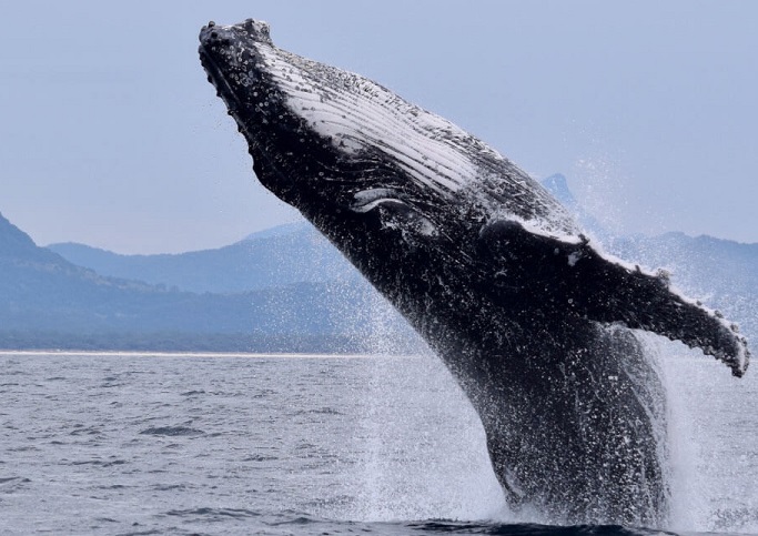 Día mundial de las ballenas: Gigantes de vida para el planeta (+ videos)