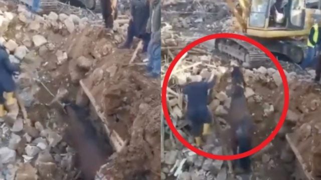 ¡Un verdadero milagro! Encuentran a caballo que luchó 21 días por su vida bajo los escombros de Turquía (VIDEO)