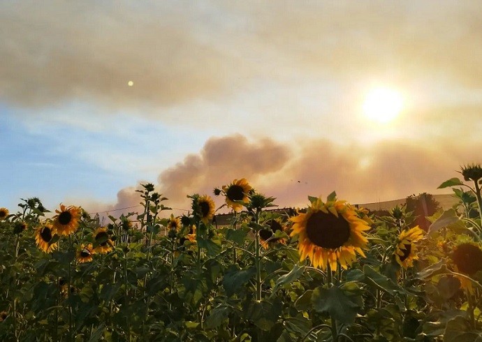 “No son nubes, es humo, es fuego”: incendios forestales arrasan con la soberanía y biodiversidad alimentaria