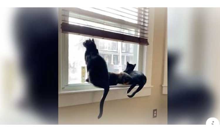 Ella aplaudía a soporte para que gatos miren por la ventana y no esperaba lo que sucedió después
