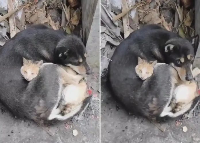 Conmovedor video de un gato y un perro abrazados luego del terremoto en Turquía