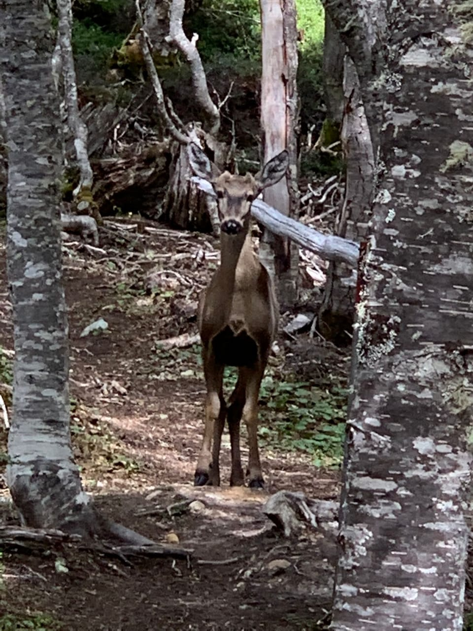 ¡Histórico! Avistan un huemul por primera vez en la Reserva Nacional Magallanes (Video)