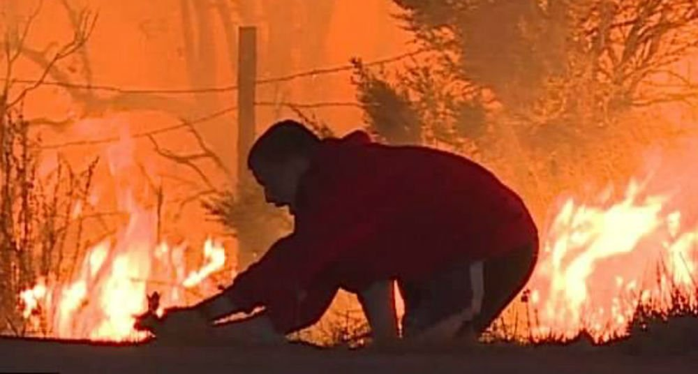 ¿Conejos en llamas pueden propagar los incendios?: Expertos aclaran la polémica