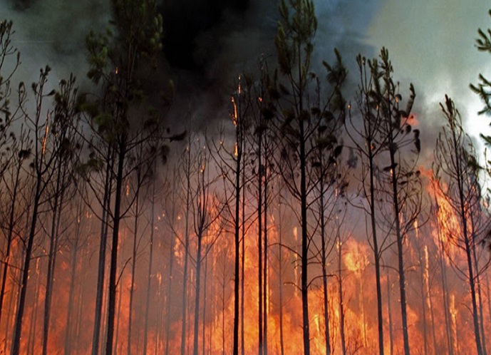 Detenido menor de edad por incendio forestal: Se le acusa de iniciar dos focos en Chiguayante