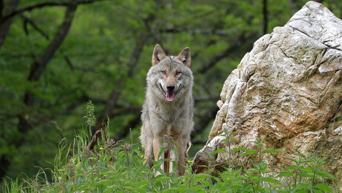Suecia ejecuta la matanza de animales más grande de su historia al asesinar 54 lobos