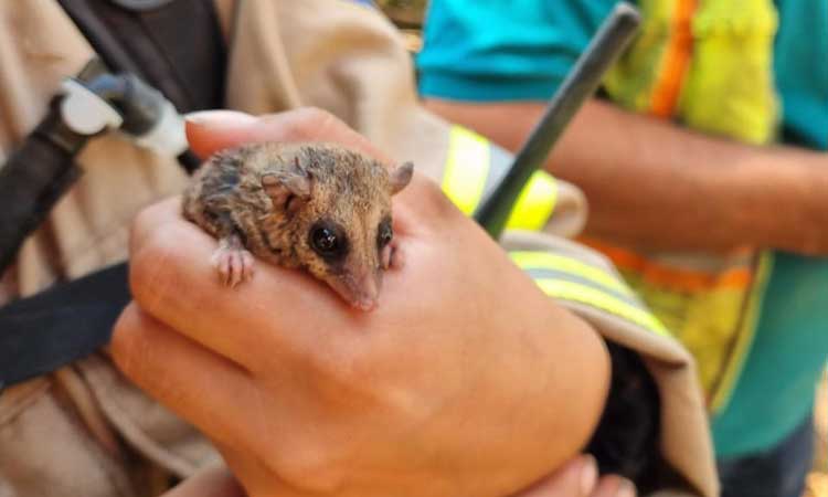 Bomberos salva a monito del monte de morir en incendio forestal