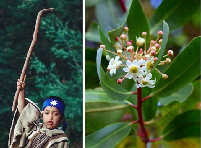 La antigua tradición mapuche de plantar un árbol nativo por cada nacimiento: un vínculo de vida