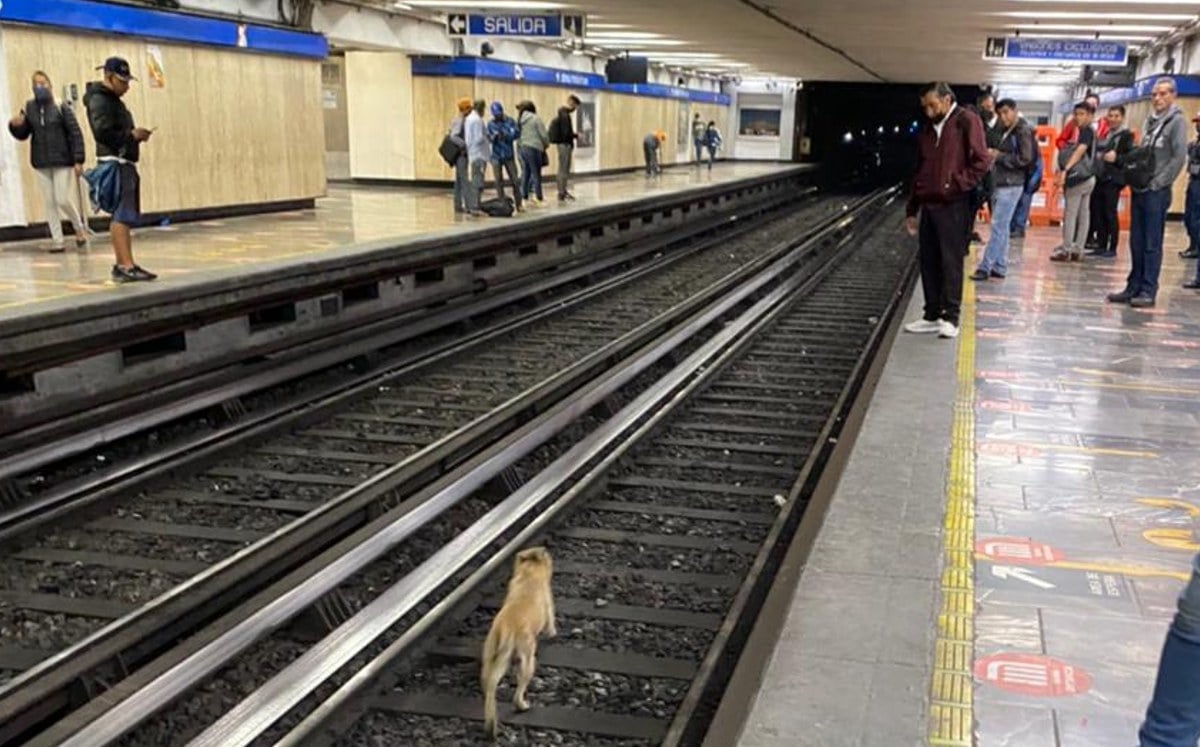¡Héroes sin capa! Rescatan a perrito de las vías del metro en CDMX (FOTOS)