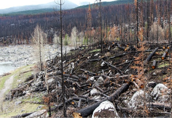 <strong>Colegio de Profesores: «El monocultivo forestal pone en riesgo a nuestro ecosistema»</strong>