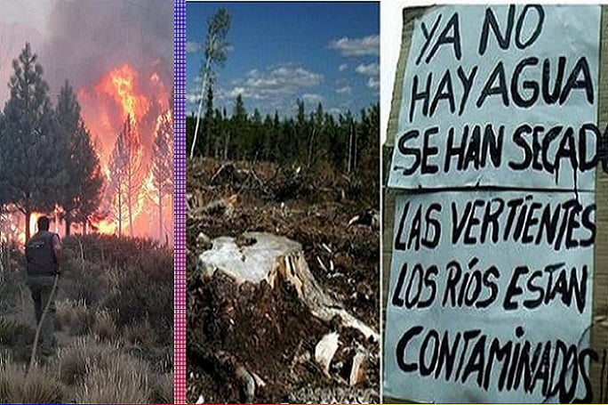 Incendios de la industria forestal: Colegio de Arquitectos de Chile realiza 8 propuestas para un  ordenamiento territorial
