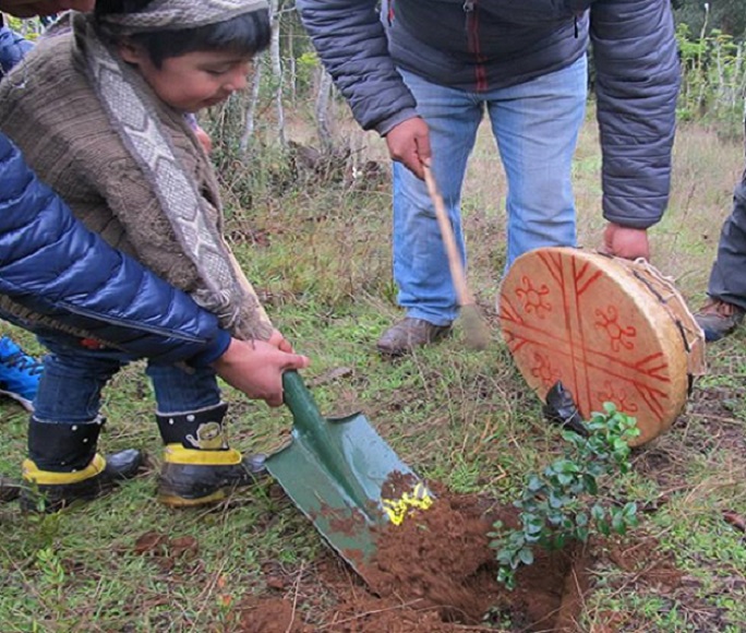 <strong>Desde la Füta Willi Mapu llaman a plantar árboles nativos ante devastación de la industria forestal</strong>