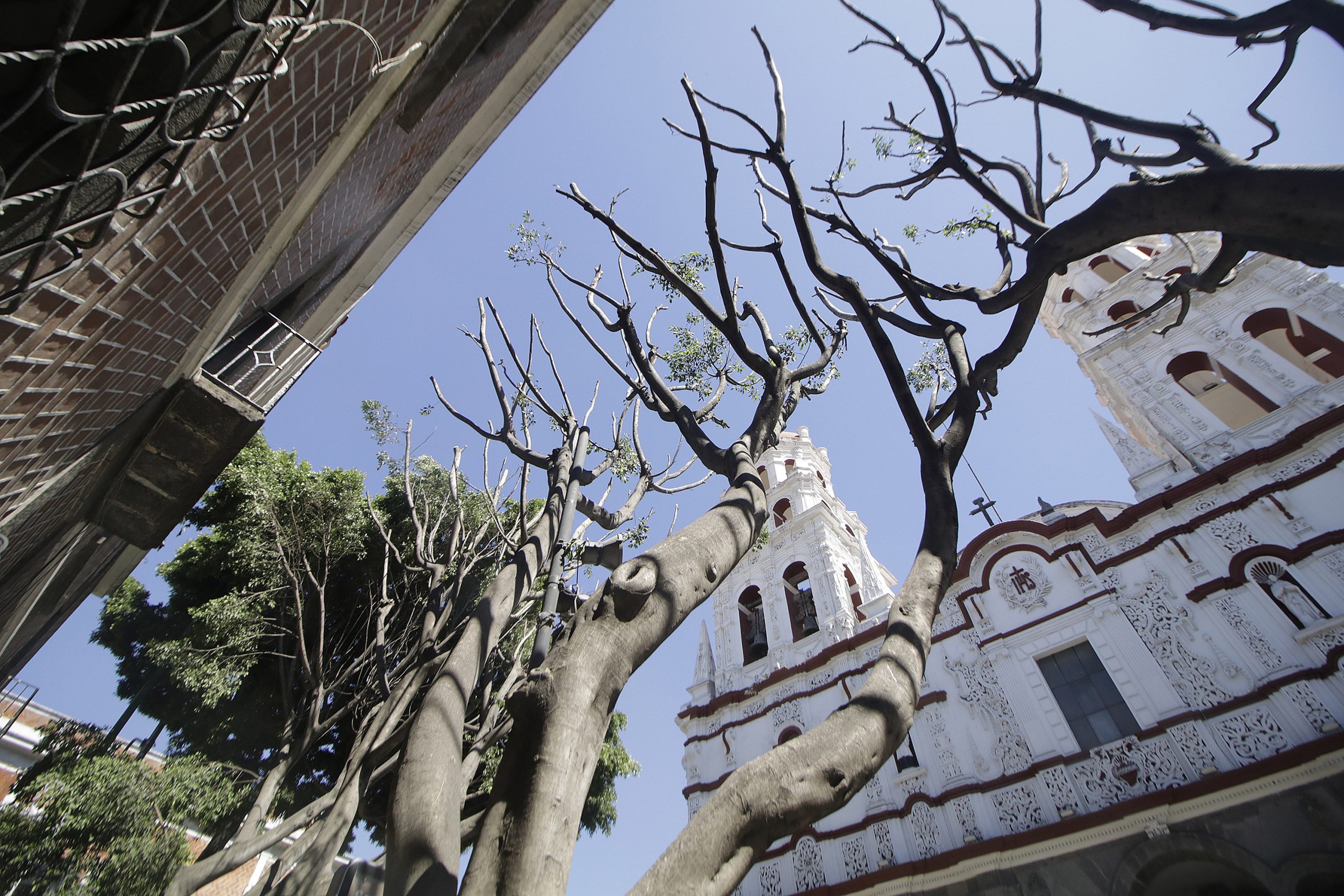 Árboles «mutilados» alcanzan a funcionarios del Ayuntamiento de Puebla