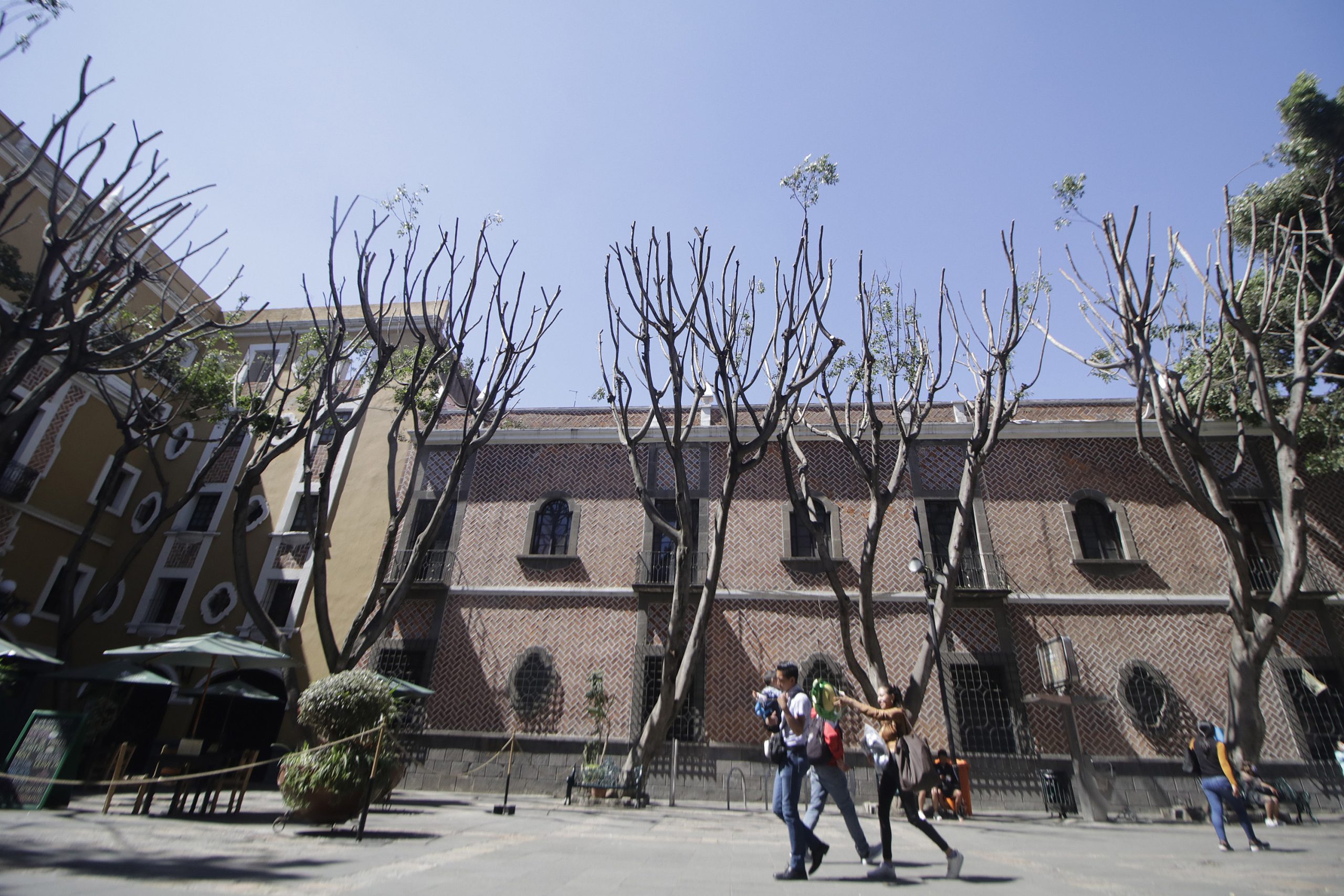 Gobierno de Puebla pide a Comuna asumir responsabilidad en poda de árboles