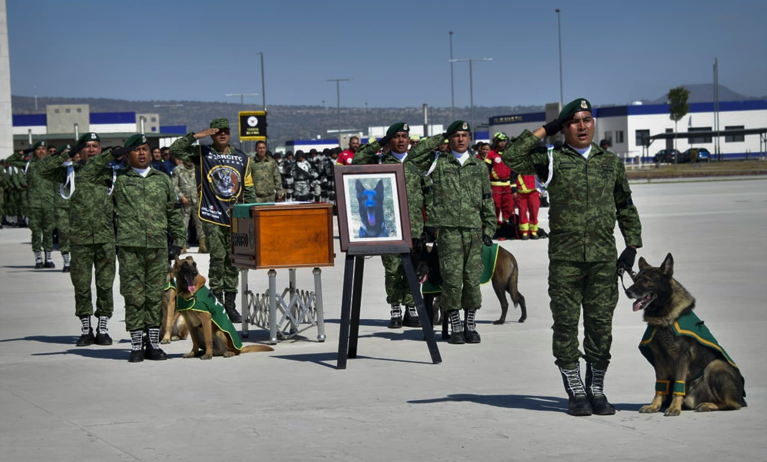 Homenajean a perrito rescatista Proteo tras su llegada al país