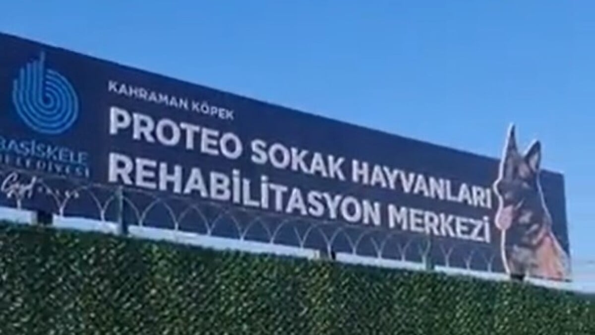 En Turquía honran a perrito rescatista Proteo poniéndole su nombre a un refugio de animales (VIDEO)