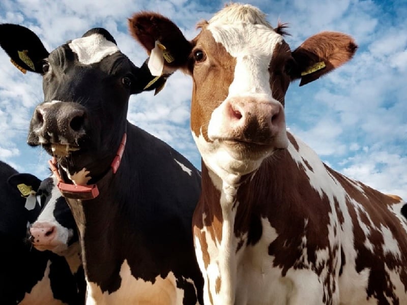Brasil suspendió exportaciones de carne a China tras detectar un caso de «vacas locas»
