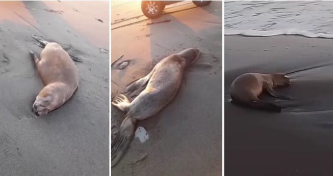 Confirmados más de 70 lobos marinos muertos en Isla Santa María: no descartan influenza aviar