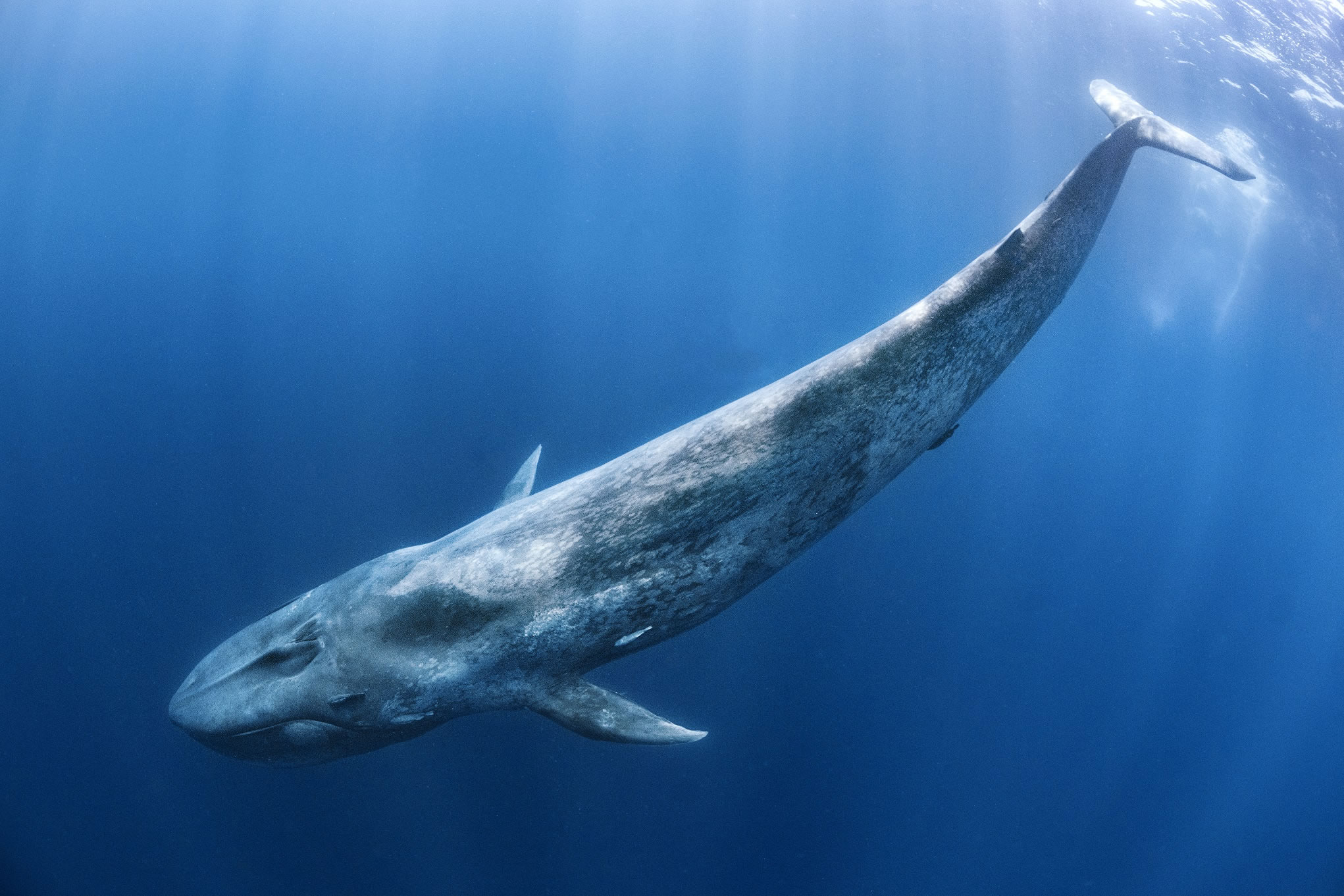 Piden protección urgente para el Océano Pacífico Oriental, ruta esencial para las poblaciones de ballenas