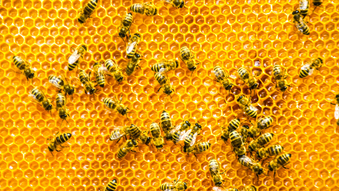 Cómo las abejas aprenden y perfeccionan la intrincada danza con la que se comunican