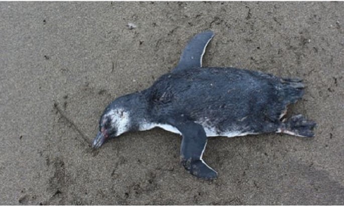 <strong>Gripe aviar en Chile: Ahora detectan la presencia del virus en pingüino de Humboldt</strong>