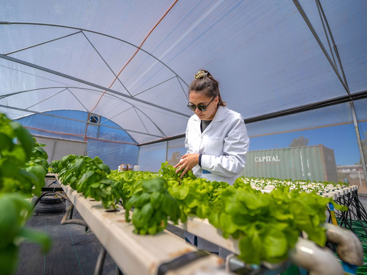 Innovadora tecnología produce hortalizas sin suelo, con mínima agua y durante todo el año