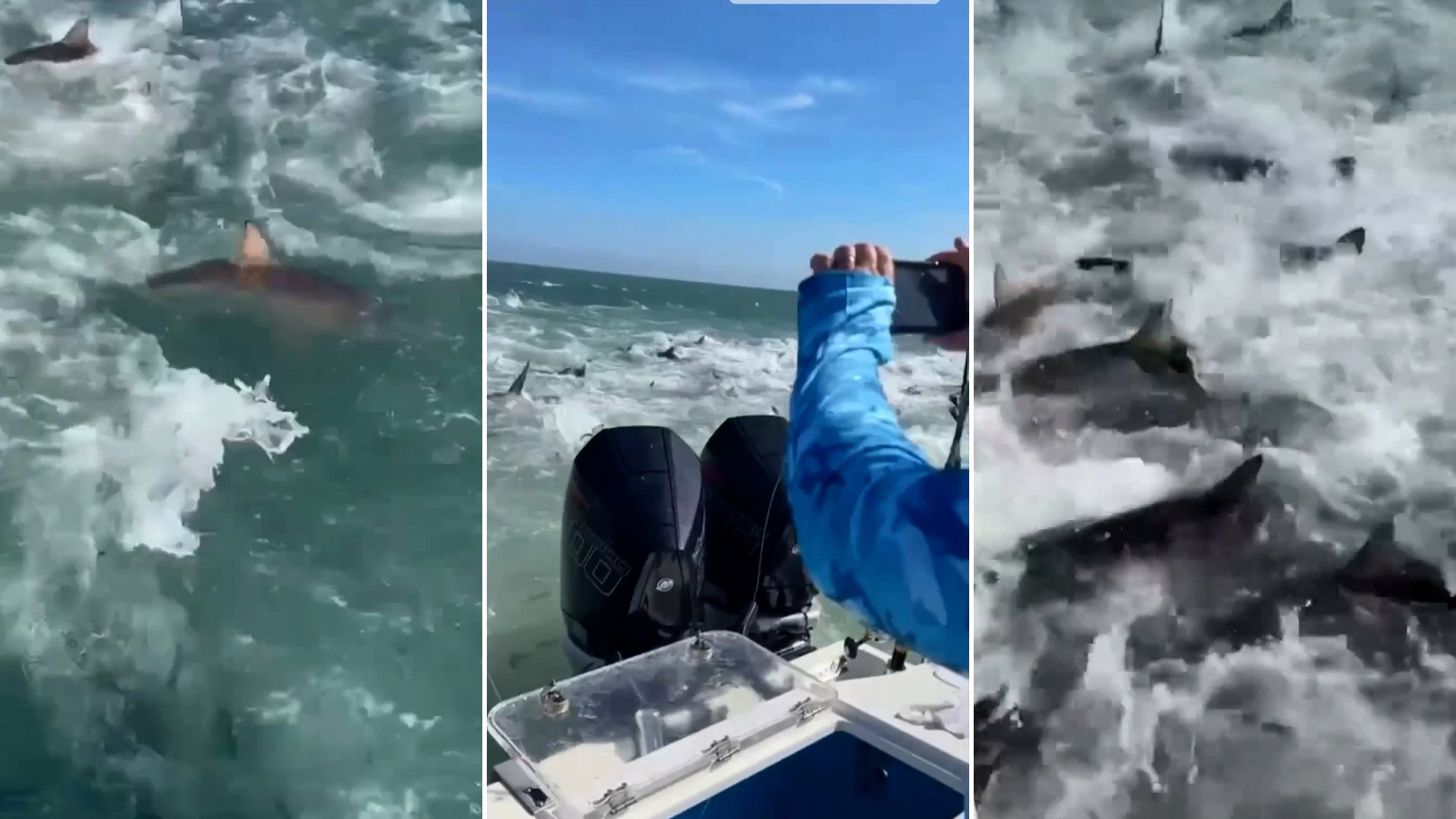 Terror en el mar: pescadores se ven rodeados de violentos y hambrientos tiburones (FOTOS)