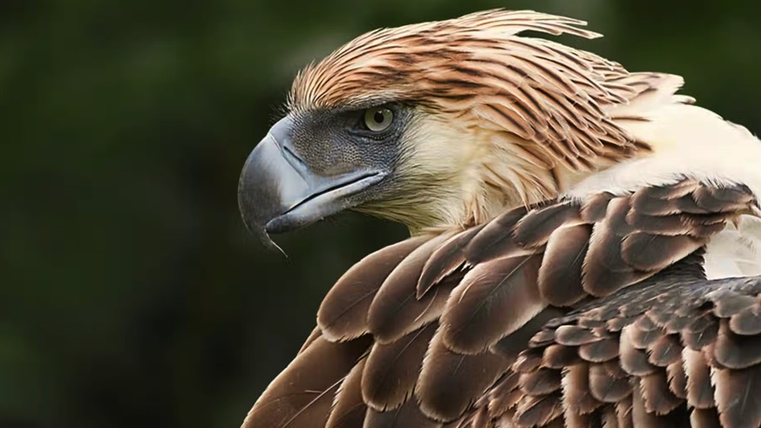 Identifican una especie desconocida de águila gigante que vivió hace más de 50.000 años