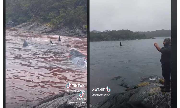 Aysén: Videos captan a manada de orcas devorando a ballena