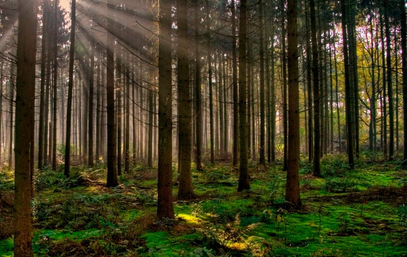 Día Internacional de los Bosques se celebra este año concientizando sobre su impacto en la salud