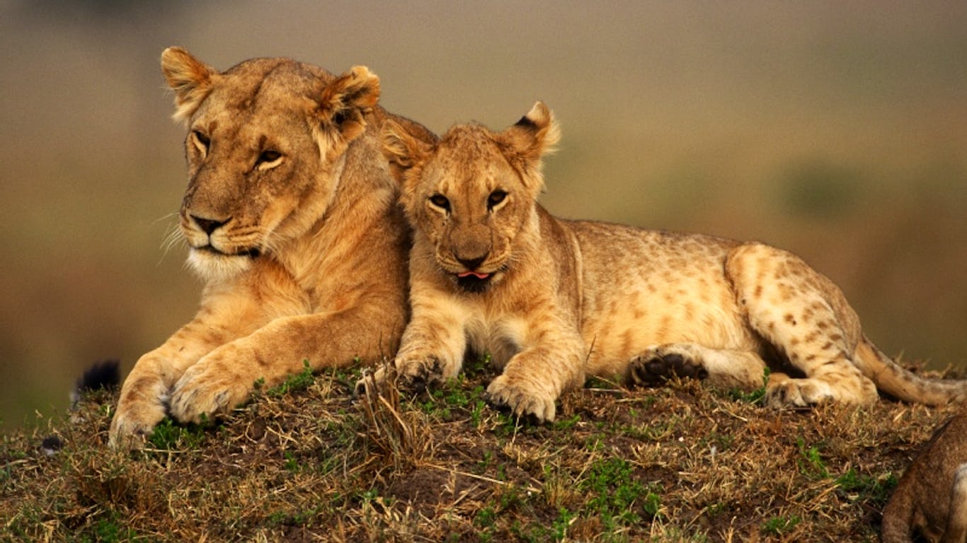 Nacen tres cachorros de leones de África occidental, especie en peligro crítico de extinción