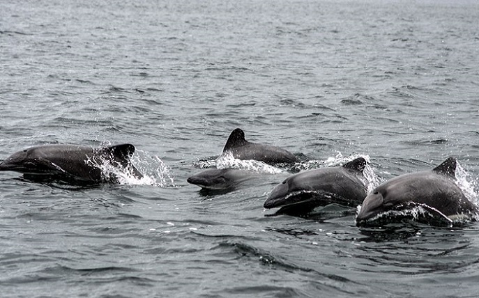 <strong>“Somos un país privilegiado”: Estudio destaca a pequeños cetáceos en el sur de Chile</strong>
