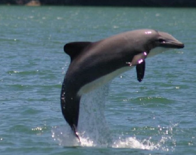 El Delfín Chileno: una especie desconocida, endémica y bajo amenaza acuícola
