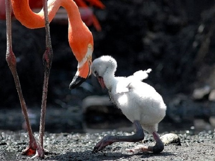 Alegría por el nacimiento de más de 850 polluelos flamencos en Salar Maricunga de Atacama