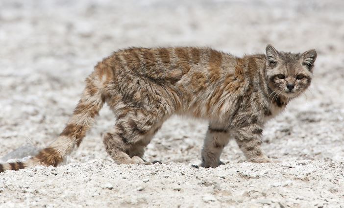 Putaendo: SAG rechazó plan de monitoreo de minera Vizcachitas para la protección del gato andino y la vizcacha