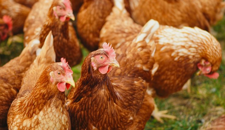 SAG sobre gripe aviar en Agrosuper: es un evento bastante acotado y las aves ya fueron sacrificadas