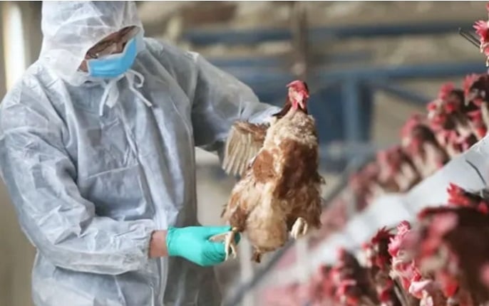 <strong>Expansión del virus de la gripe aviar ¿hay riesgo de pandemia para los humanos?</strong>
