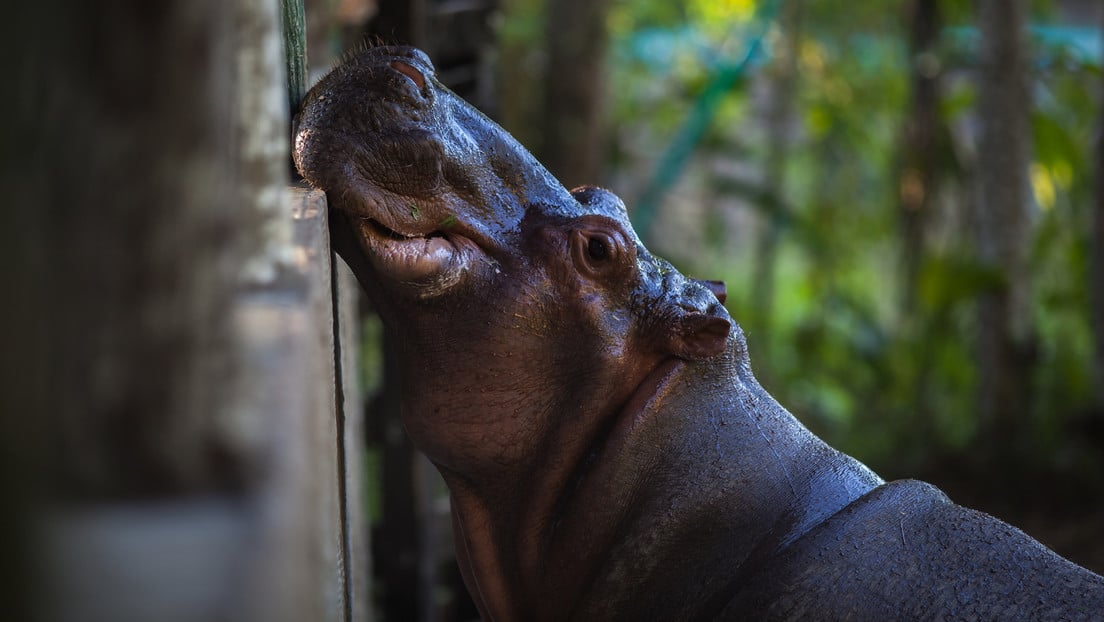 «Rotundo no»: Ecuador descarta que recibirá los hipopótamos de Pablo Escobar