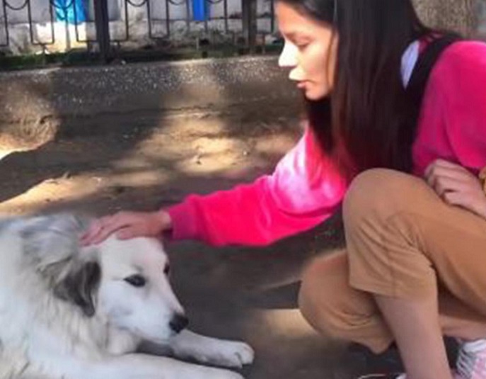 <strong>#Viral: La historia de Blanquita, la perrita que espera a su humano por más de 5 años en cementerio de Coyhaique</strong>