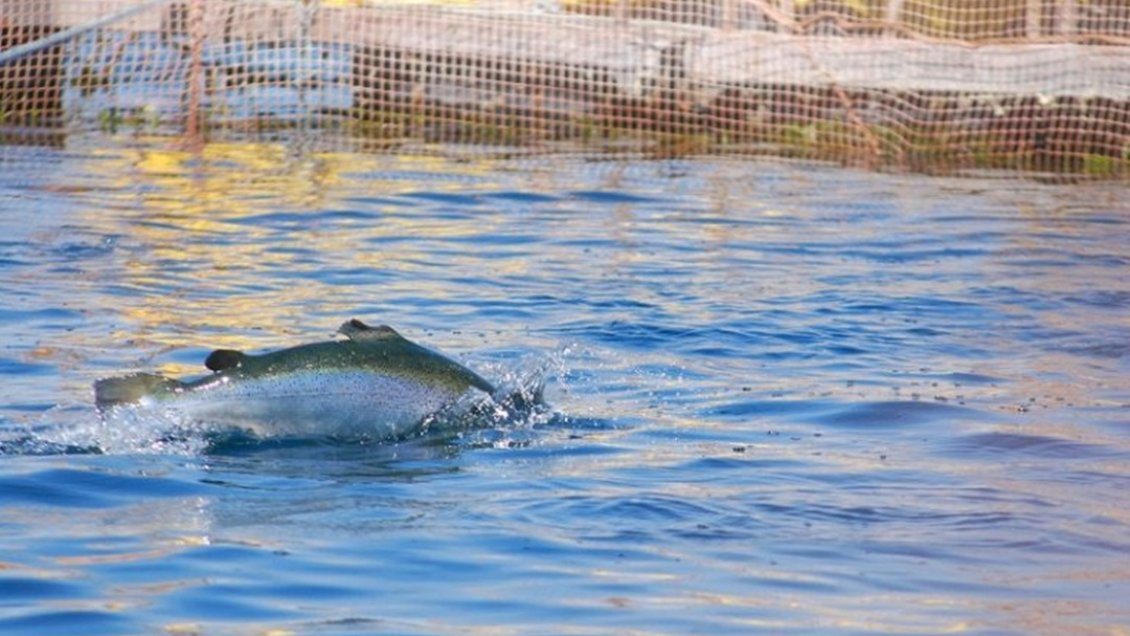 Sernapesca denunciará a empresa salmonera Caleta Bay Agua Dulce por escape de 60 mil peces en el Lago Llanquihue