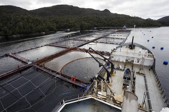 Ante impactos de la industria salmonera advierten: “La conservación de los maritorios, del océano, es de la mayor prioridad”