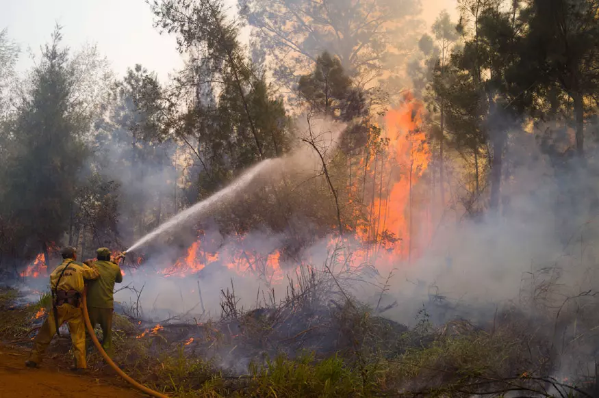 Incendios forestales en Jamaica aumentaron en un 224 por ciento en febrero