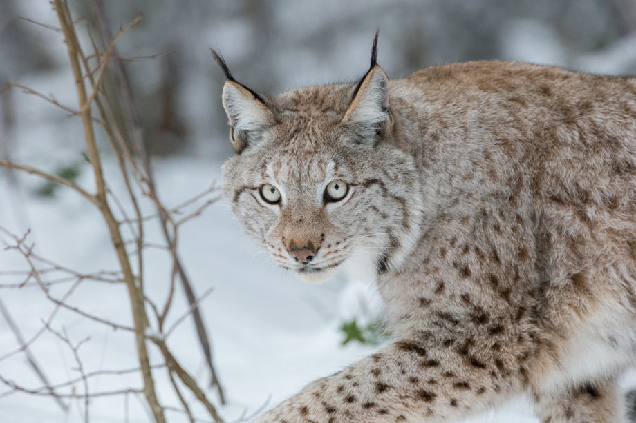 Suecia autoriza la matanza de cientos de linces tras la mayor cacería de lobos de la historia