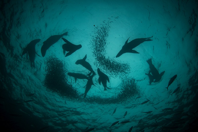 Conoce el Mar de Pisagua: Inéditas imágenes submarinas de la primera área marina protegida del norte grande (+ video)