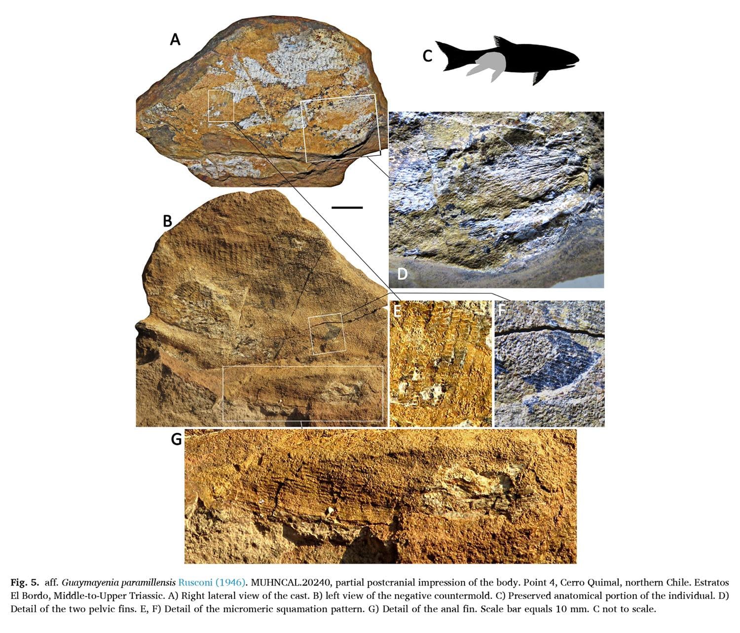 Nuevos descubrimientos paleontológicos en el Desierto de Atacama: peces ...