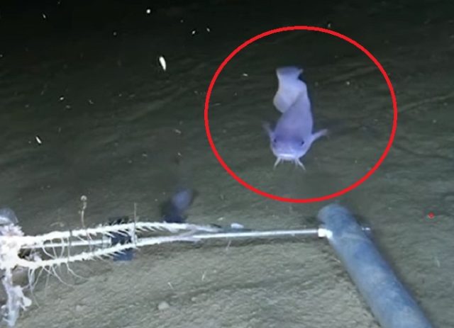 Conoce a Paraliparis selt, el pez que fue descubierto en las aguas profundas del norte de Chile