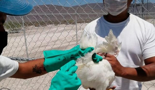 Detectan influenza aviar en tres granjas de Aguascalientes