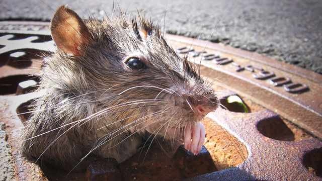 Ratas portadoras de variantes de covid son detectadas en Nueva York