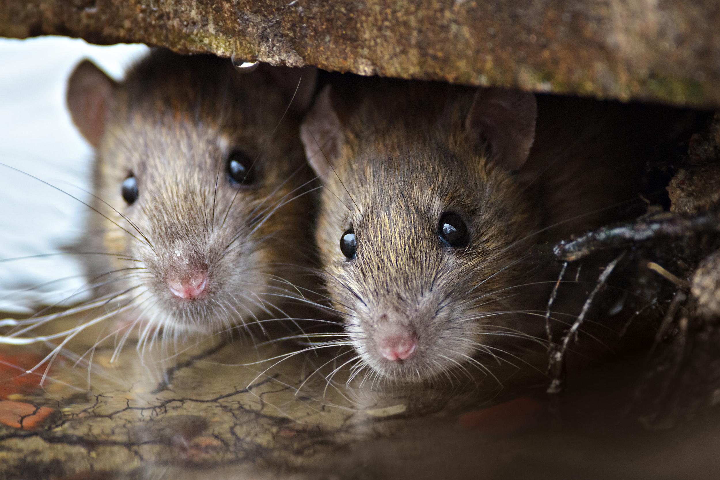 Crean ratones con dos padres biológicos con óvulos cultivados a partir de células masculinas
